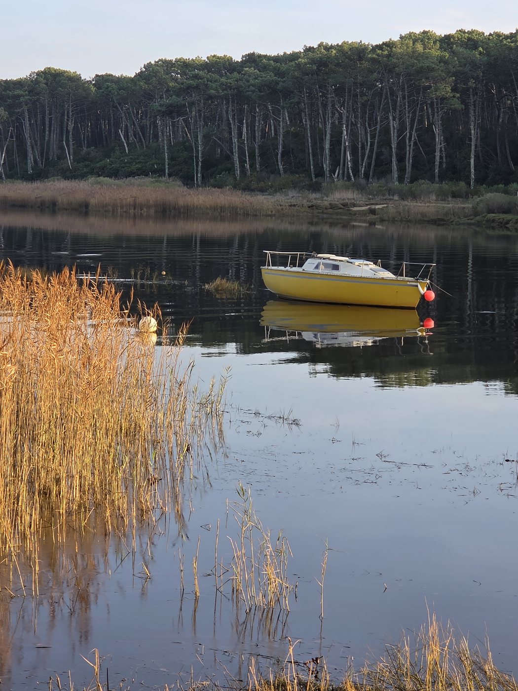 Barque jaune sur le lac marin d'Hossegor devant la forêt