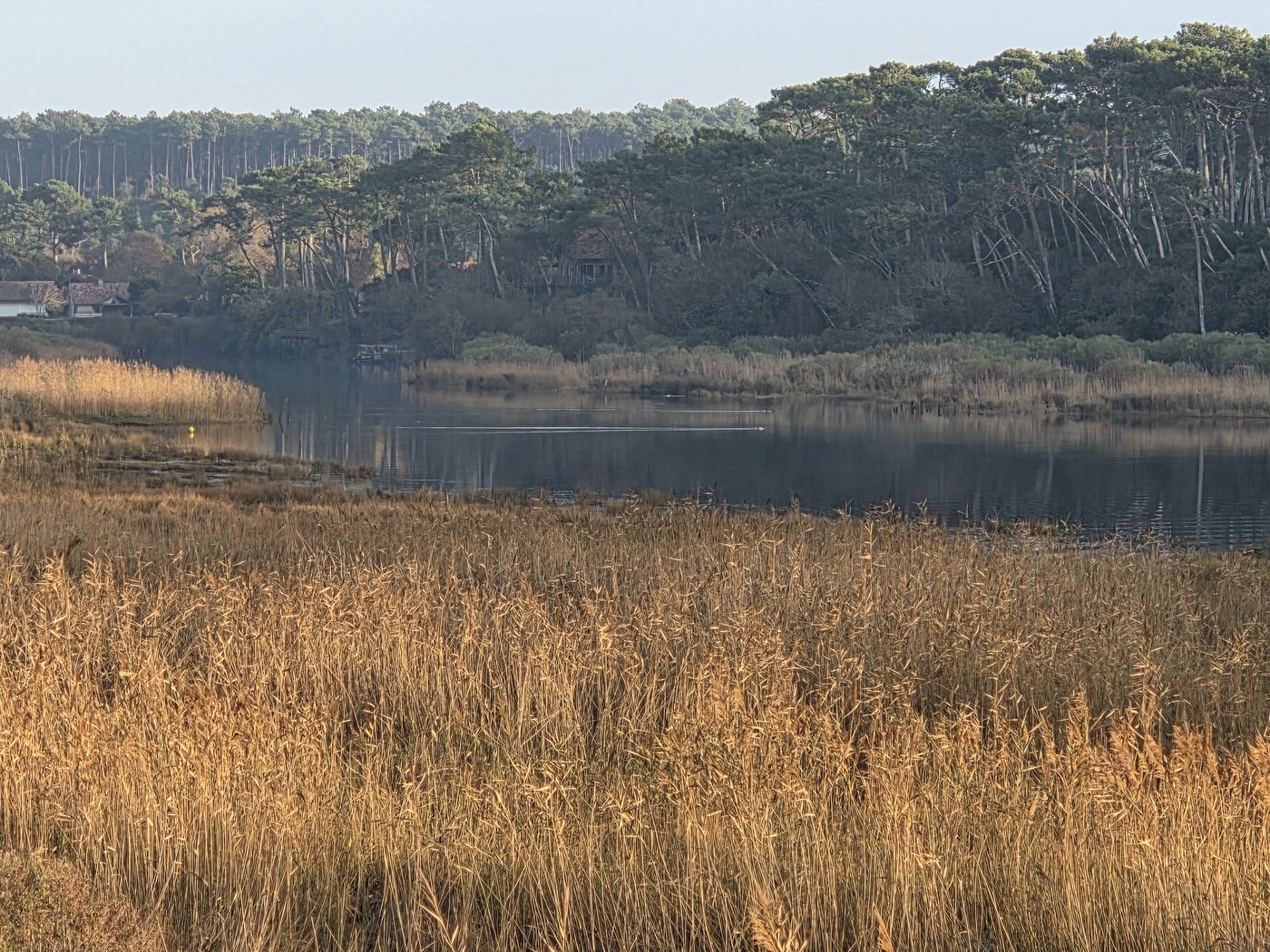 Le lac marin d'Hossegor bordé par la forêt de pins